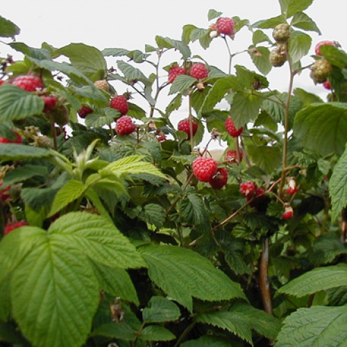 Raspberry Canes Soft Fruits ScotPlants Direct